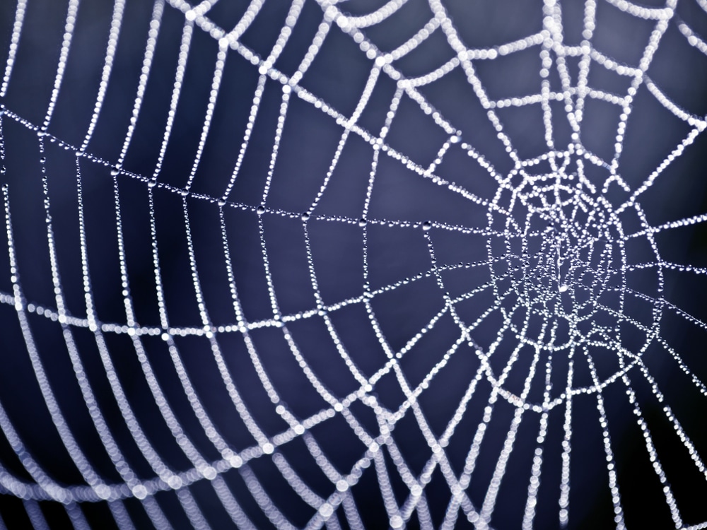 Key Scientific Paper Redux: The tangled webs we weave
